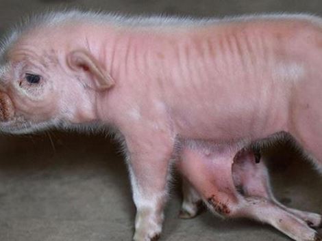 Cerdo con seis patas que nació en China genera conmoción | Minuto -  Actualidad y Noticias